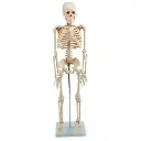 AJKANT HUMAN SKELETON MODEL - Original View