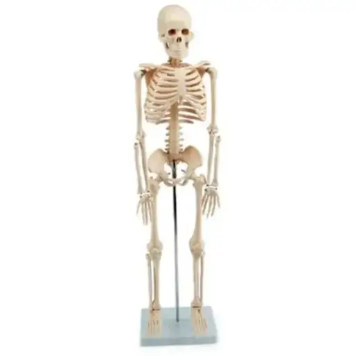 AJKANT HUMAN SKELETON MODEL - Original View