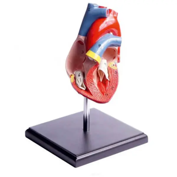 AJKANT HUMAN HEART MODEL - Original View