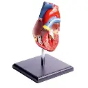 AJKANT HUMAN HEART MODEL - Original View