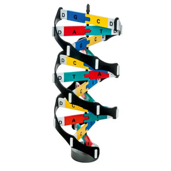 AJKANT DNA MODEL 1 - Original View