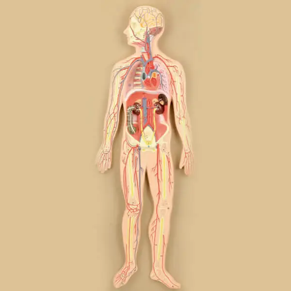 AJKANT HUMAN CIRCULATORY SYSTEM - Original View