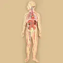 AJKANT HUMAN CIRCULATORY SYSTEM - Original View