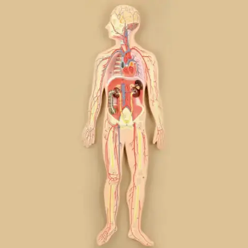 AJKANT HUMAN CIRCULATORY SYSTEM - Original View