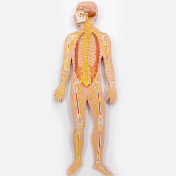 AJKANT HUMAN NERVOUS SYSTEM MODEL - Original View