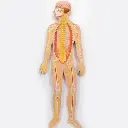 AJKANT HUMAN NERVOUS SYSTEM MODEL - Original View