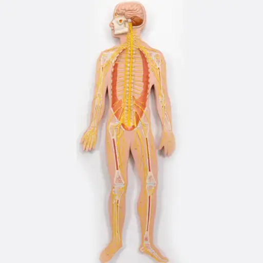 AJKANT HUMAN NERVOUS SYSTEM MODEL - Original View