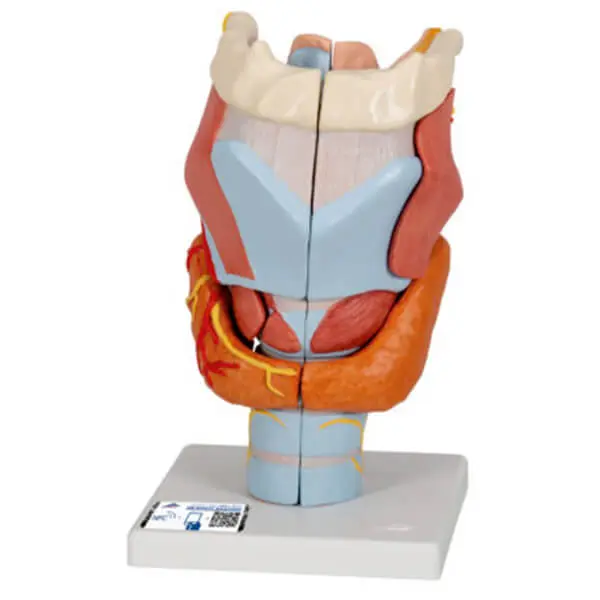 AJKANT ​ HUMAN LARYNX MODEL - Original View