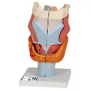 AJKANT ​ HUMAN LARYNX MODEL - Original View