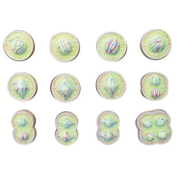 AJKANT ANIMAL CELL DIVISION (MEIOSIS) - Original View