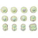 AJKANT ANIMAL CELL DIVISION (MEIOSIS) - Original View