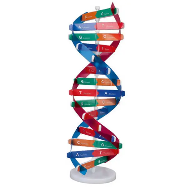 AJKANT DNA MODEL 2 - Original View
