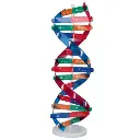 AJKANT DNA MODEL 2 - Original View