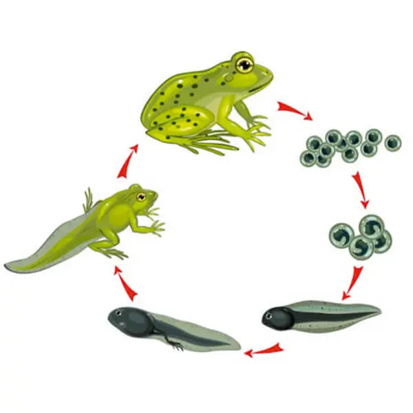 AJKANT FROG DEVELOPMENT - Original View