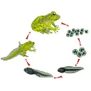 AJKANT FROG DEVELOPMENT - Original View