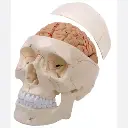 AJKANT HUMAN BRAIN WITH SKULL - Original View