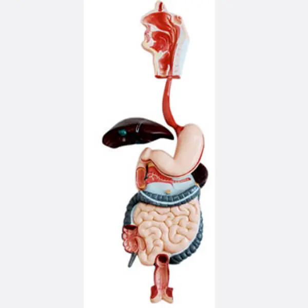 AJKANT HUMAN DIGESTIVE SYSTEM - Original View