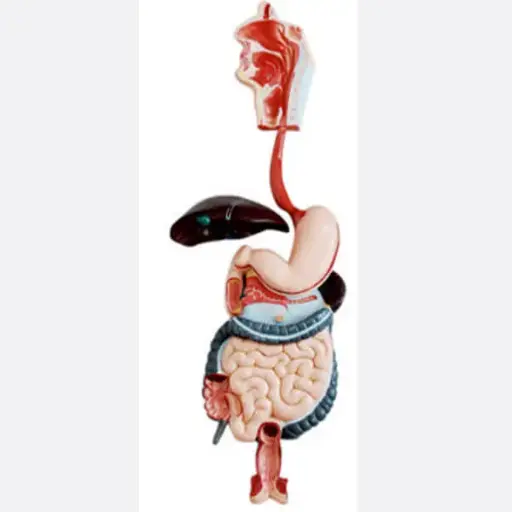 AJKANT HUMAN DIGESTIVE SYSTEM - Original View