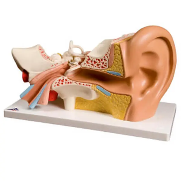 AJKANT HUMAN EAR MODEL - Original View