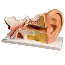 AJKANT HUMAN EAR MODEL - Original View