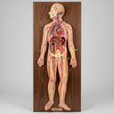 AJKANT HUMAN CIRCULATORY SYSTEM