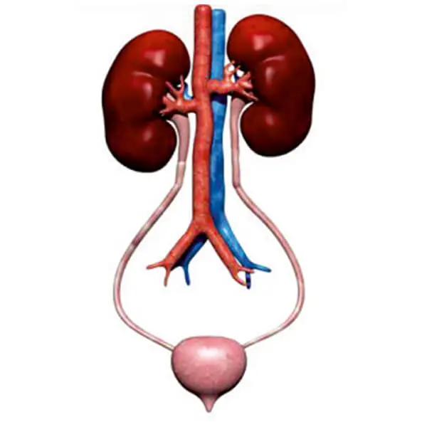 AJKANT HUMAN KIDNEY WITH BLADDER