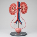 AJKANT HUMAN KIDNEY WITH BLADDER