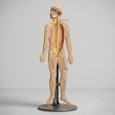 AJKANT HUMAN NERVOUS SYSTEM MODEL