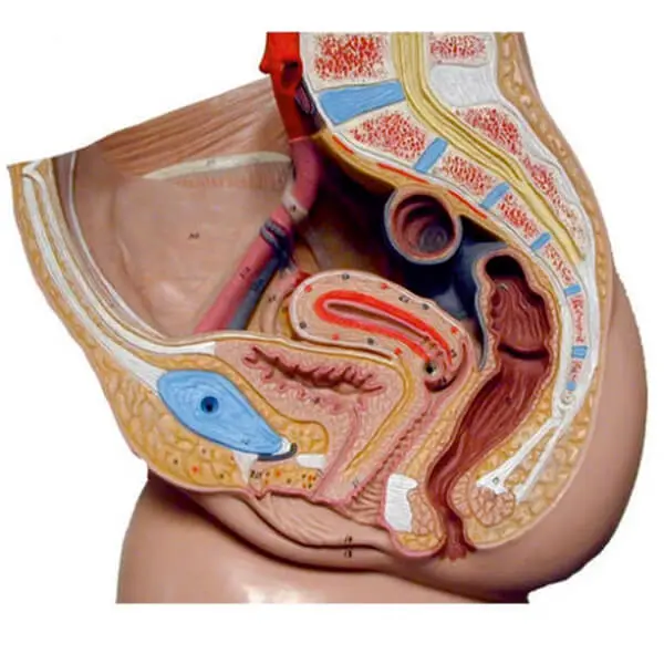 AJKANT REPRODUCTIVE SYSTEM