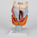 AJKANT ​ HUMAN LARYNX MODEL
