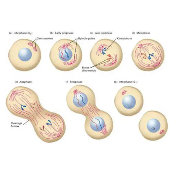 AJKANT ANIMAL CELL DIVISION (MITOSIS)