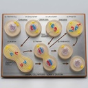 AJKANT ANIMAL CELL DIVISION (MITOSIS)
