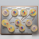 AJKANT ANIMAL CELL DIVISION (MITOSIS)