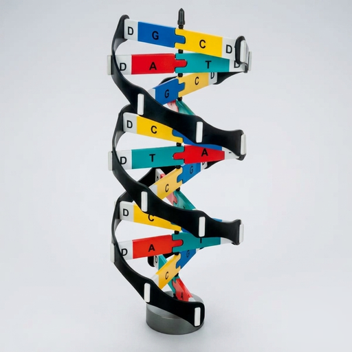 AJKANT DNA MODEL 1