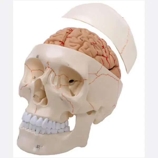 AJKANT HUMAN BRAIN WITH SKULL