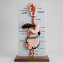 AJKANT HUMAN DIGESTIVE SYSTEM