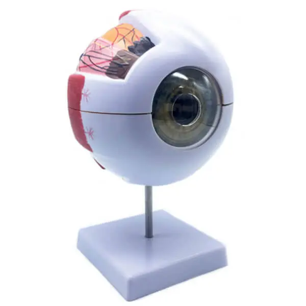 AJKANT HUMAN EYE MODEL