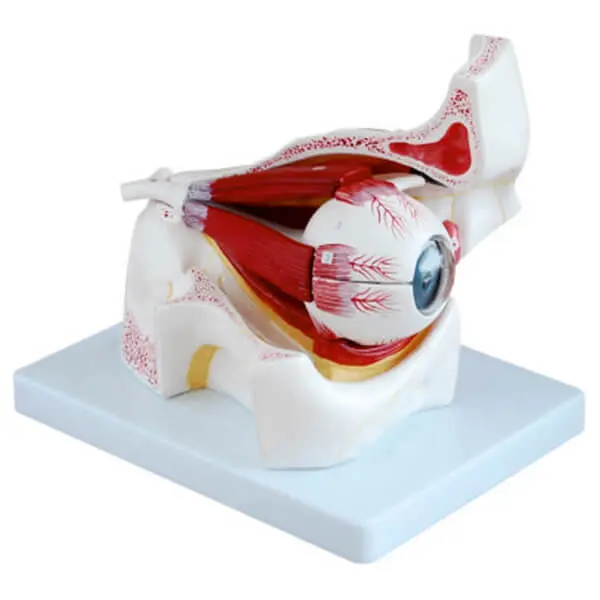 AJKANT HUMAN EYE WITH ORBIT MODEL