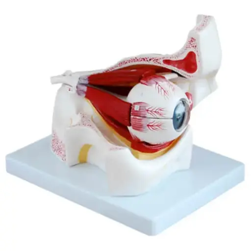 AJKANT HUMAN EYE WITH ORBIT MODEL