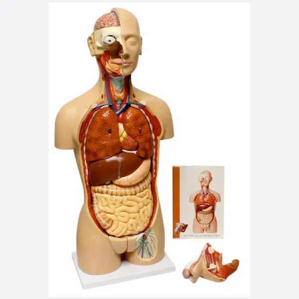 AJKANT HUMAN LUNGS MODEL