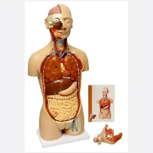 AJKANT HUMAN LUNGS MODEL