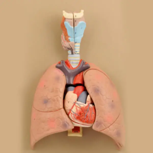 AJKANT HUMAN LUNGS WITH HEART