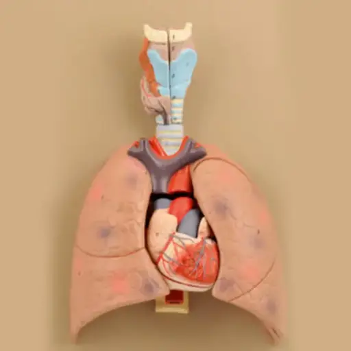 AJKANT HUMAN LUNGS WITH HEART