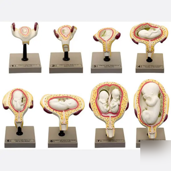 AJKANT HUMAN PELVIS WITH BABY