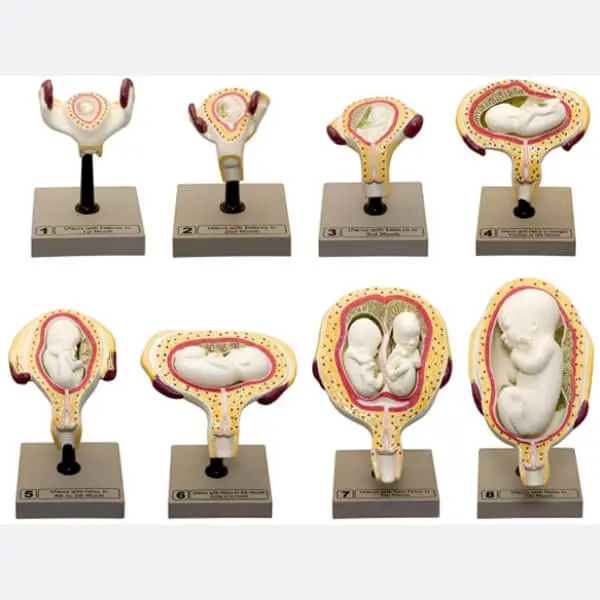 AJKANT HUMAN PELVIS WITH BABY