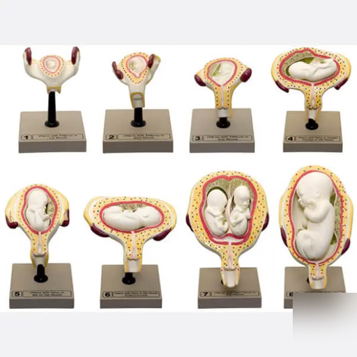 AJKANT HUMAN PELVIS WITH BABY