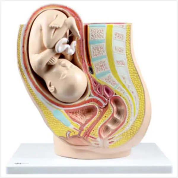 AJKANT HUMAN PERIOD OF GESTATION​