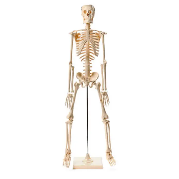 AJKANT HUMAN SKELETON MODEL BIG