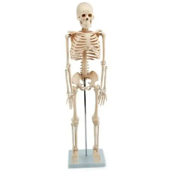 AJKANT HUMAN SKELETON MODEL