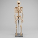 AJKANT HUMAN SKELETON MODEL